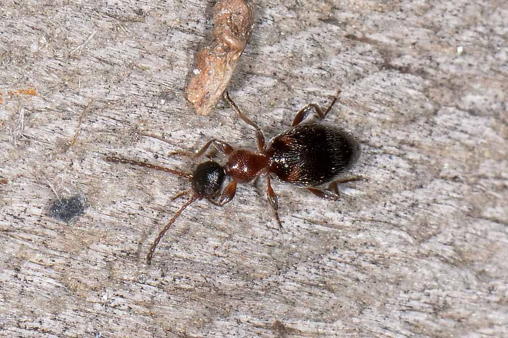 Anthicidae:  Anthelephila pedestris